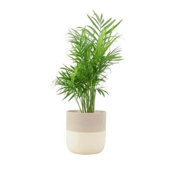 Chamaedora Elegans Parlor Palm 12cm Plants By Post UK