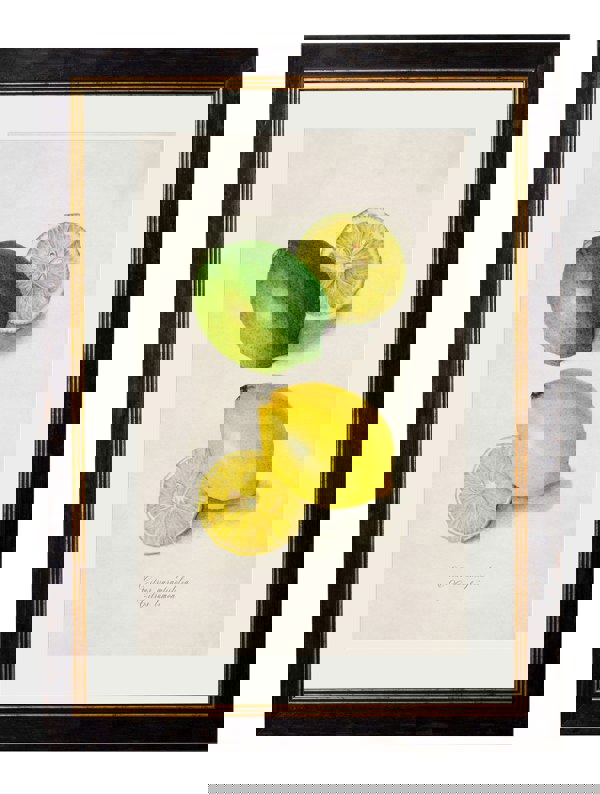 Exceptional Art c.1886 Study of Citrus Fruit