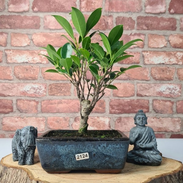 Yorkshire Bonsai Ficus Microcarpa (Banyan Fig) Indoor Bonsai Tree | Broom | In 15cm Pot