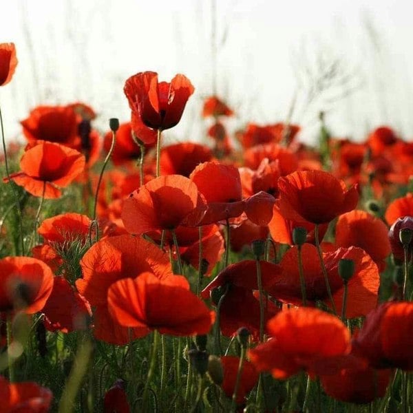 No mow flowering lawn seed mix with low-growing wildflowers for a colourful, maintenance-free UK lawn alternative.
