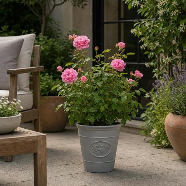 3L Pink Patio Rose Outdoor Garden Rose in Decorative Pot