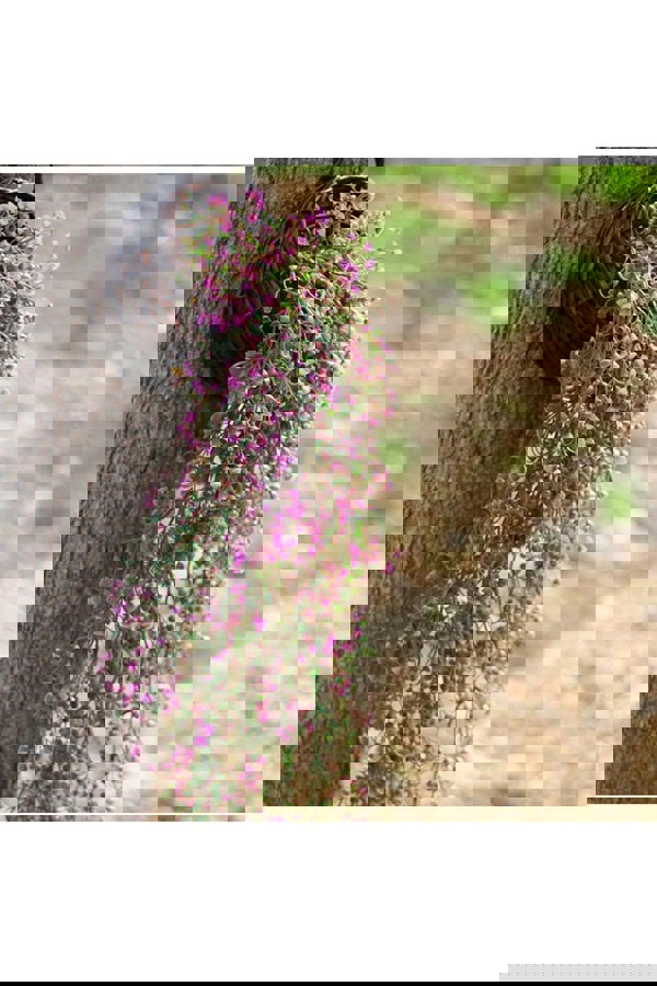 Living and Home Artificial Hanging Plants Decoration