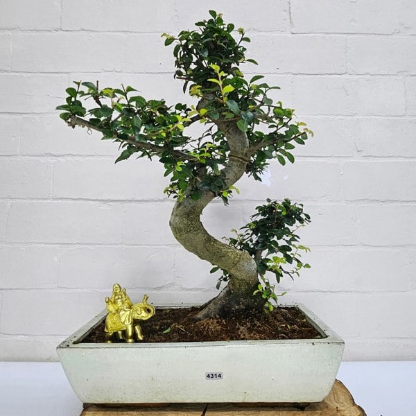 Yorkshire Bonsai Large Chinese Elm (Ulmus Parvifolia) Bonsai Tree | Shaped | In 35cm Pot