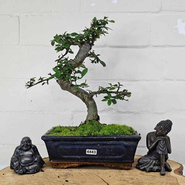 Yorkshire Bonsai Chinese Elm (Ulmus Parvifolia) Bonsai Tree | Shaped | In 20cm Pot