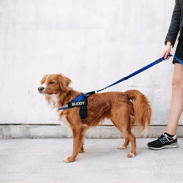 EzyDog Express Dog Harness in Blue