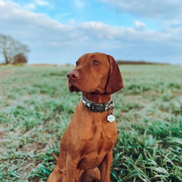 EzyDog Neo Classic Dog Collar in Green