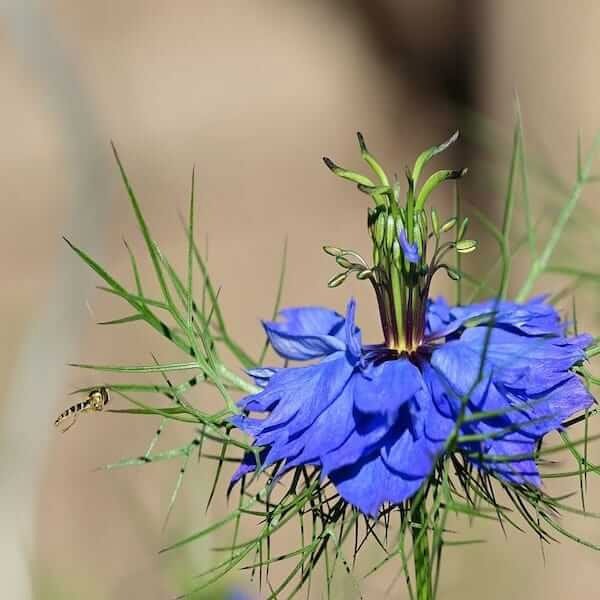 Nigella Sativa