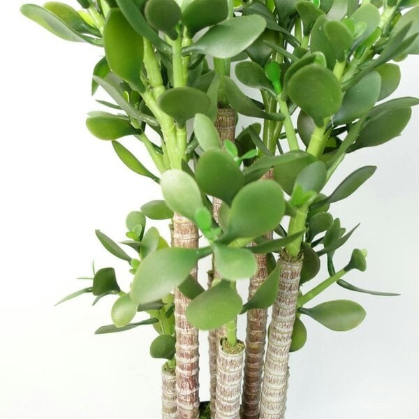 Dyzi 75cm Artificial Jade Plant Deluxe Potted Faux Green House Plant