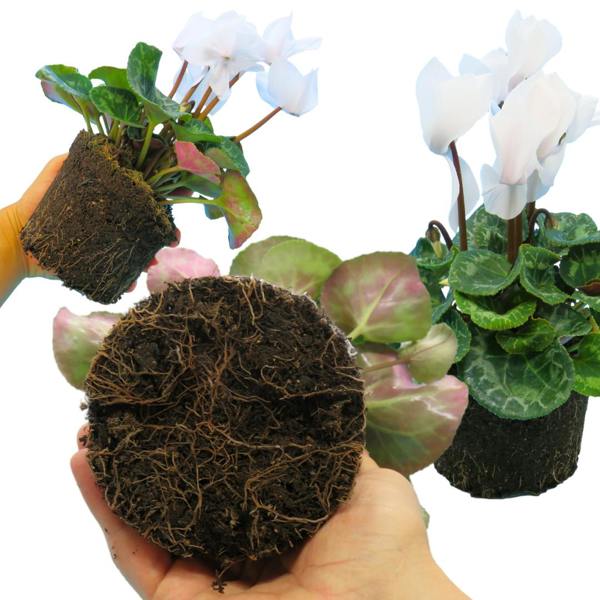 Cyclamen Flame White 1Ltr Pot Pack of 3 & 6 Flowering Plants Plants By Post