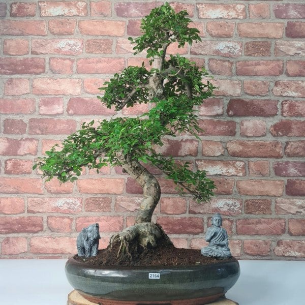 Large Chinese Elm (Ulmus Parvifolia) Bonsai Tree | Shaped | In 35cm Pot - Yorkshire Bonsai