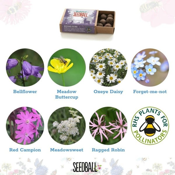 SEEDBALL Eco-Friendly Wildflower Seeds Stocking Fillers (Set of Three)