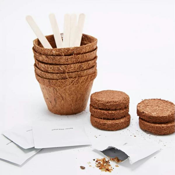 Grow Your Own Bonsai Tree Kit - lifestyle shot