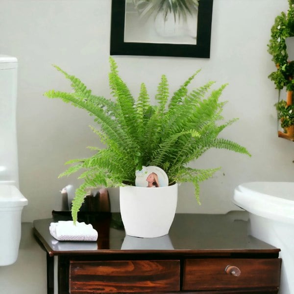 Boston Fern In White Ceramic Pot Gift Plants By Post UK
