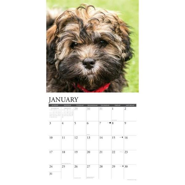 Just Havanese Calendar 2027, Wall Calendars, Month To View, Dogs, Gift