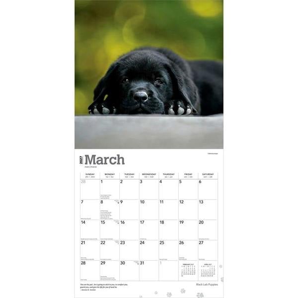 Black Lab Puppies Calendar 2027, Wall Calendars, Month To View, Dogs, Gift