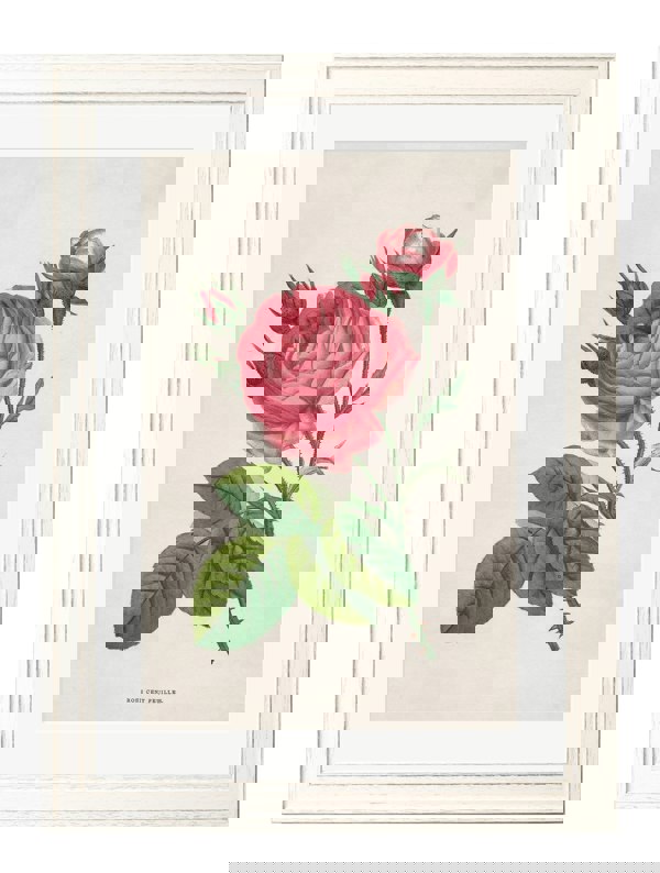 Exceptional Art Rose Floral Illustrations