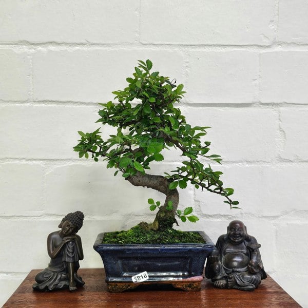 Yorkshire Bonsai Chinese Elm (Ulmus Parvifolia) Bonsai Tree | Shaped | In 15cm Pot