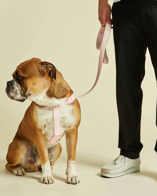 Y Shape Blush Pink Dog Harness with Adjustable Chest Straps