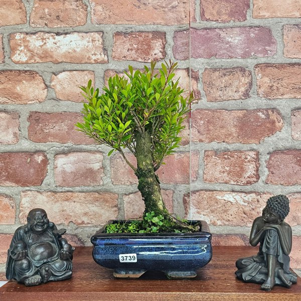 Yorkshire Bonsai Brush Cherry (Syzygium) Bonsai Tree | Broom | In 15cm Pot