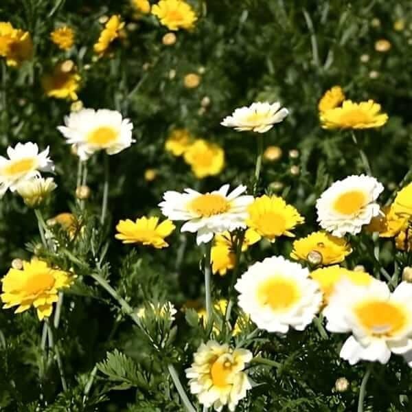 Chrysanthemum Coronarium Seeds