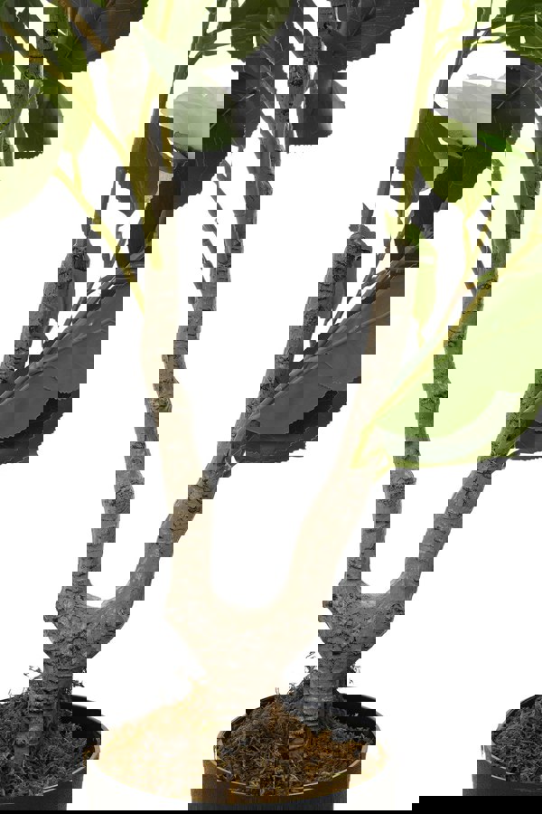 Living and Home 90cm Artificial White Camellia Tree Potted for Garden, Office & Home Decor