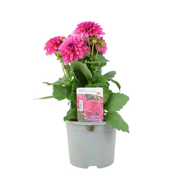 Dahlia Pink 2L Plants By Post