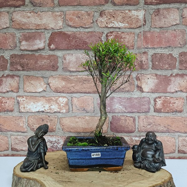 Yorkshire Bonsai Brush Cherry (Syzygium) Bonsai Tree | Broom | In 15cm Pot