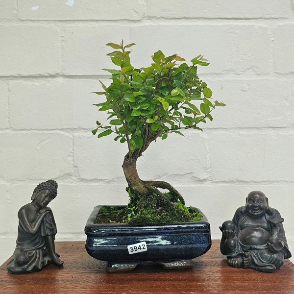 Yorkshire Bonsai Bird Plum (Sageretia) Bonsai Tree | Broom | In 15cm Pot