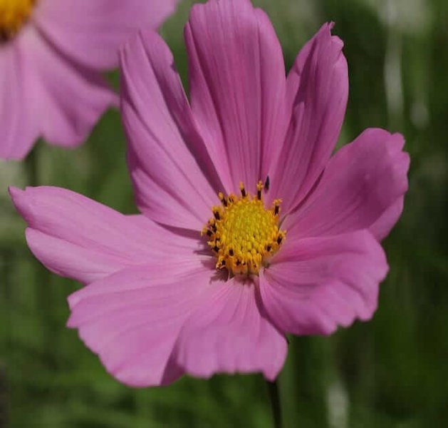 Cosmos Bipinnatus Sensation Gloria seeds