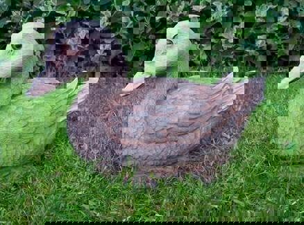 Life-size Duck Garden Ornament