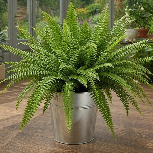 Nephrolepis Boston Fern – Lush Feathery Green Indoor Houseplant