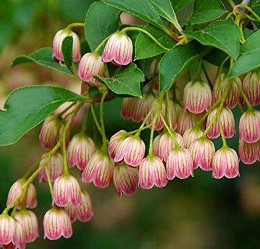 Direct Plants Enkianthus Campanulatus Red Bells Garden Large Shrub Supplied in a 3 Litre Pot