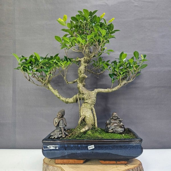 Yorkshire Bonsai Ficus Microcarpa (Banyan Fig) Large Indoor Bonsai Tree | Shaped | In 35cm Pot