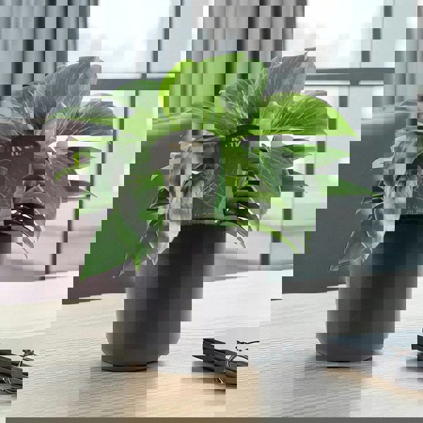 Philodendron White Wave – Indoor Plant | 12cm Pot with Decorative Ceramic Options Plants By Post