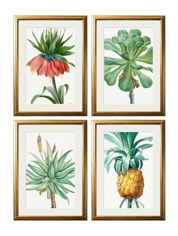 Exceptional Art Botanical Nature Illustrations Set of 4 Prints