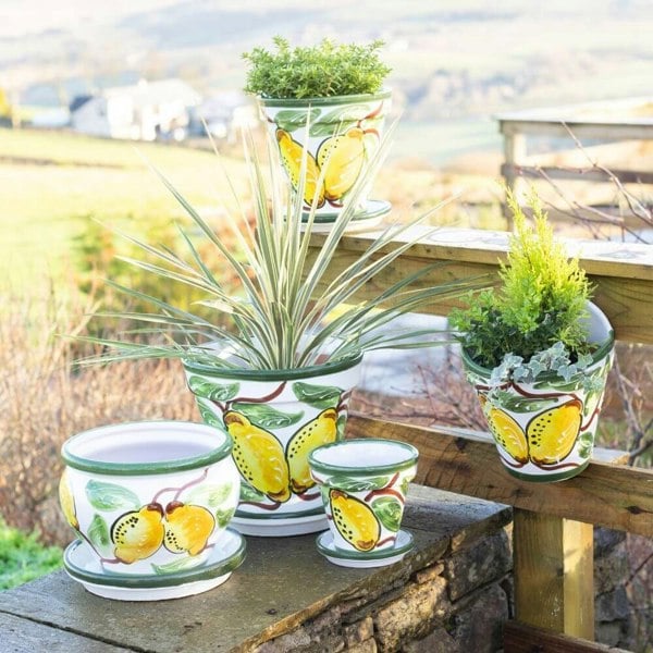 Lemon Plant Pots-1