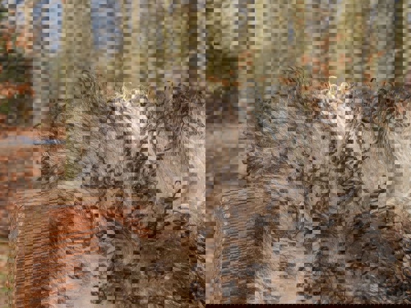 Austrian Sheepskin | Curly | Natural Colors | 90 cm Grey Beige