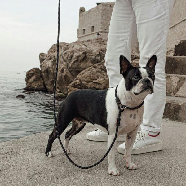 EzyDog Luca Slip Lead in Purple