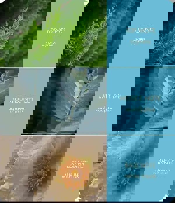 Tranquillity Fragrance Notes