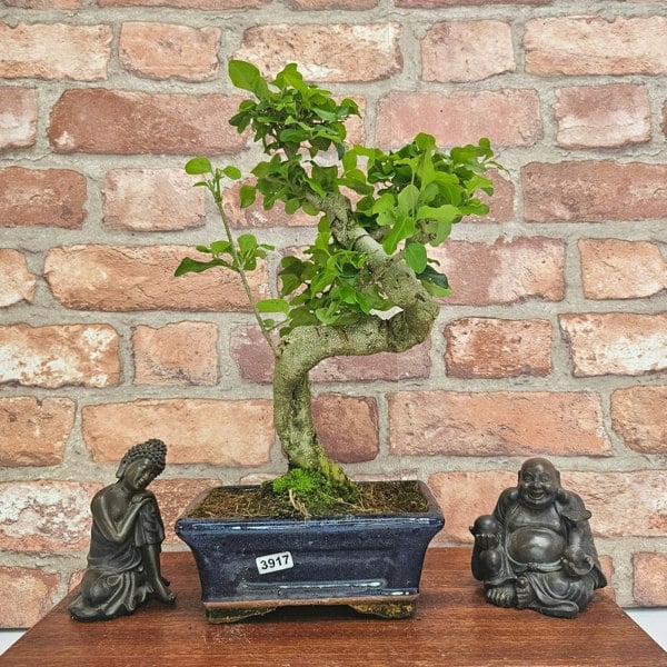 Yorkshire Bonsai Chinese Privet (Ligustrum Sinense) Bonsai Tree | Shaped | In 15cm Pot