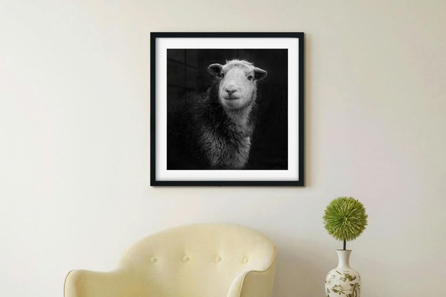 framed sheep wall art print