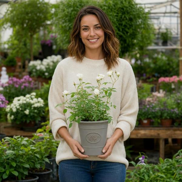 3L White Patio Rose in Decorative Pot Outdoor & Garden Plant