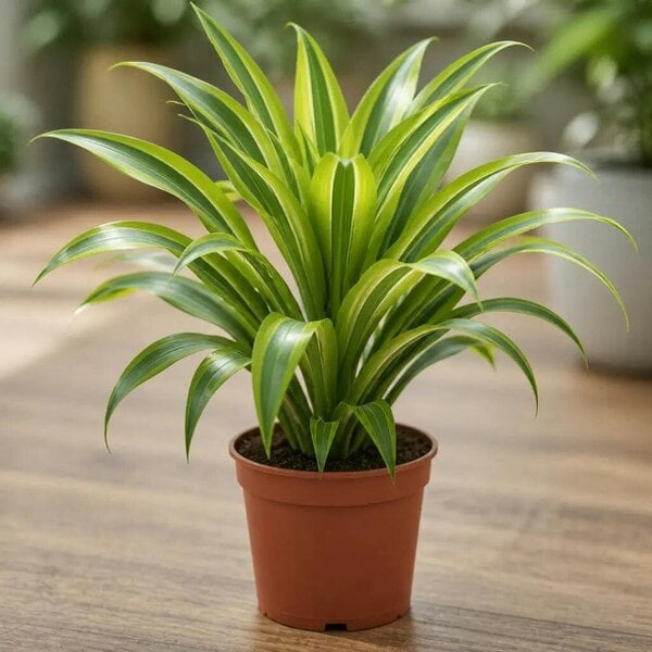 Dracaena Lemon Lime Dragon Tree – Vibrant Variegated Green and Yellow Indoor Houseplant - Nursery Pot