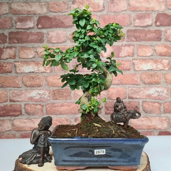 Chinese Privet (Ligustrum Sinense) Bonsai Tree | Shaped | In 20cm Pot - Yorkshire Bonsai