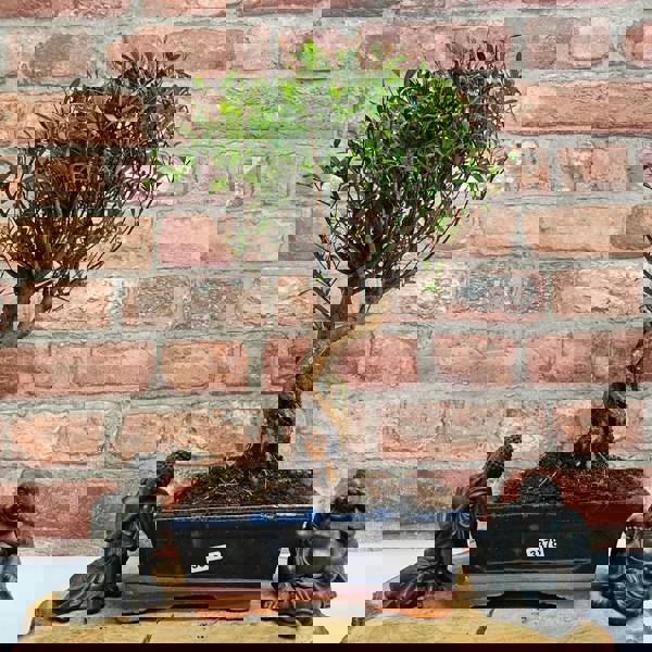 Yorkshire Bonsai Brush Cherry (Syzygium) Bonsai Tree | Broom | In 20cm Pot