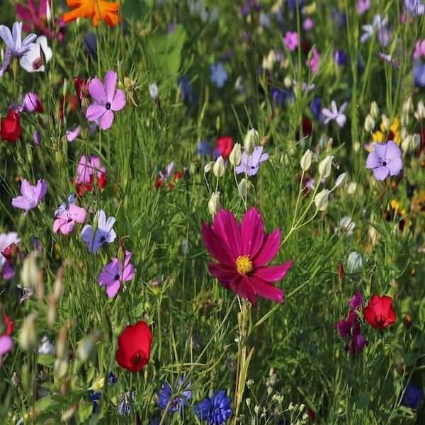 Perennial pollinator seed mix packets in a bag with a butterfly perched on top.