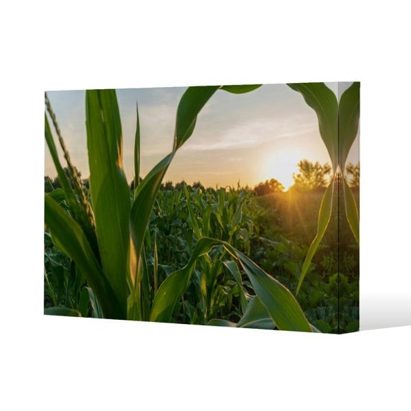 Benjamin Tate Design corn and sun close up Slim Style Canvas Print  90x120cm , 15mm Slim Real wood.