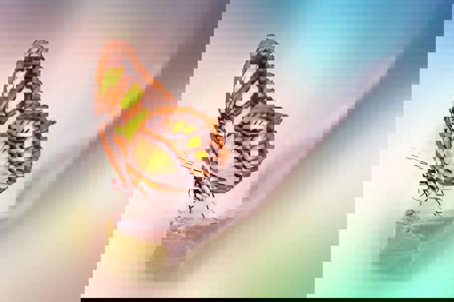 beautiful nature wall art of butterfly