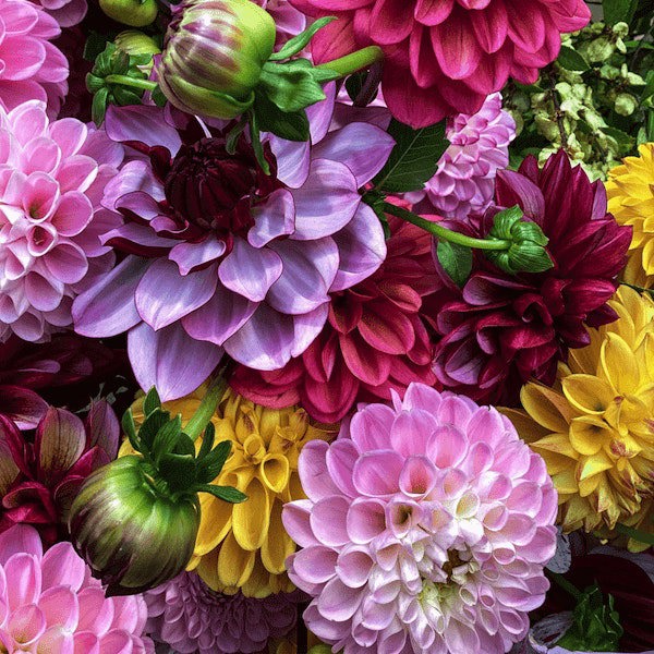 Dahlia Seeds