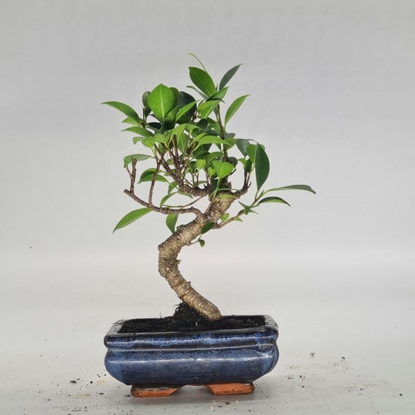 Ficus Microcarpa (Banyan Fig) Indoor Bonsai Tree | Shaped | In 15cm Pot